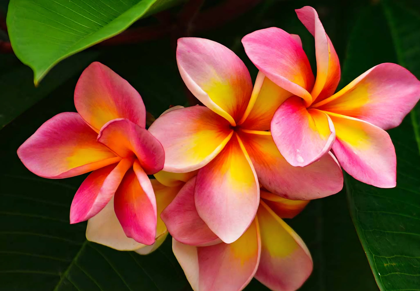 Collier Fleur Tropicale